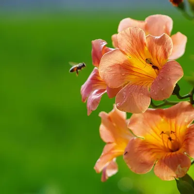 Yamaha YTR-2330 Bb Trompete